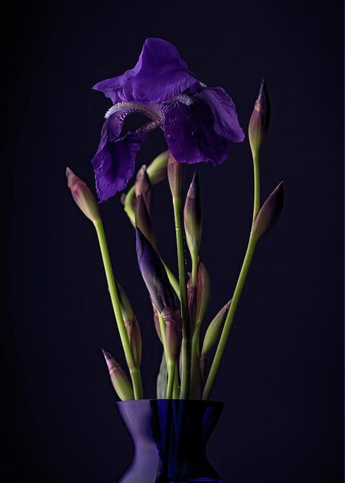 Purple Greeting Card featuring the photograph Iris by Holly Ross
