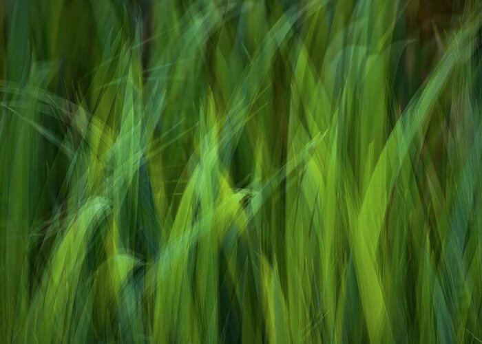 Abstract Greeting Card featuring the photograph Iris Leaf Blades by Alexander Kunz