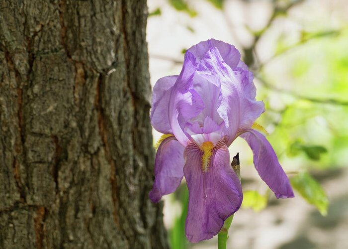 Flora Greeting Card featuring the photograph Iris by Segura Shaw Photography