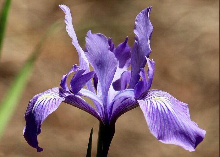 Iris Greeting Card featuring the photograph Iris by Wendy Golden