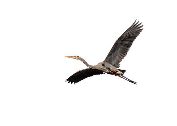 Great Blue Heron Greeting Card featuring the photograph Isolated Great Blue Heron 2019-6 by Thomas Young