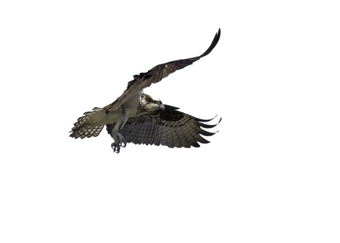 Osprey Greeting Card featuring the photograph Isolated Osprey 2021-2 by Thomas Young