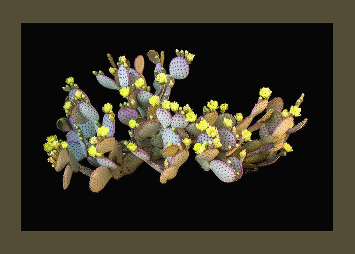  Greeting Card featuring the photograph Isolated Prickly Pear Cactus by Al Judge