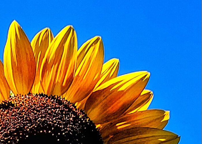 Sunflower Greeting Card featuring the photograph It's a Good Day by Terry Ann Morris