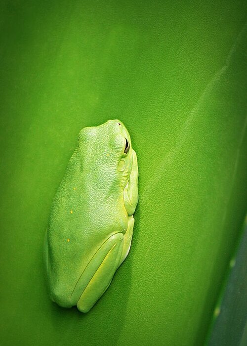 Amphibian Greeting Card featuring the photograph It's Not Easy Being Green by Marilyn DeBlock