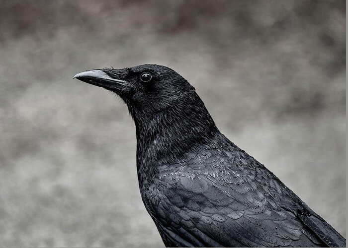 Crow Greeting Card featuring the photograph It's the same story the crow told me by Gary Kochel