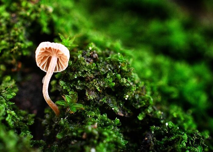 Photo Greeting Card featuring the photograph Itty Bitty Mushroom by Evan Foster
