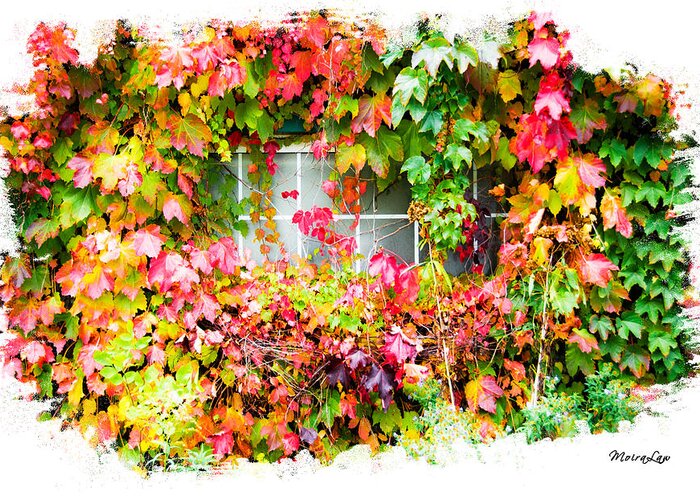 Autumn Greeting Card featuring the mixed media Ivy Splendor by Moira Law