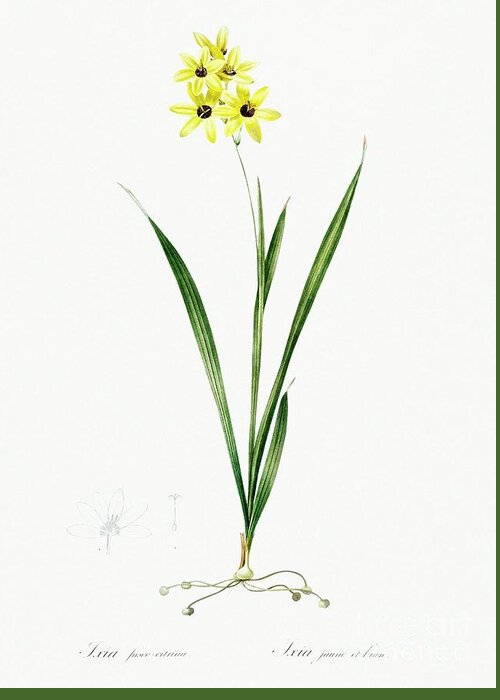 Nature Greeting Card featuring the painting Ixia fusco citrina illustration from Les liliacees 1805 by Pierre-Joseph Redoute by Shop Ability