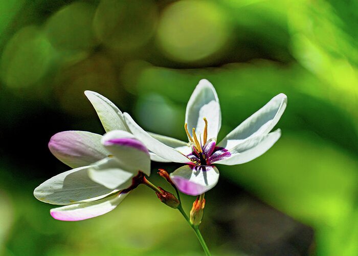 Ixia Greeting Card featuring the photograph Ixia in the Spring Sunshine by Andrew Cottrill