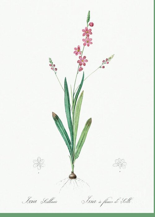 Nature Greeting Card featuring the painting Ixia scillaris illustration from Les liliacees 1805 by Pierre-Joseph Redoute by Shop Ability