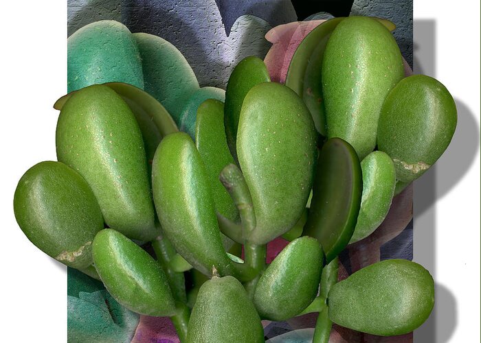 Jade Greeting Card featuring the photograph Jade Succulent by Stan Bowman