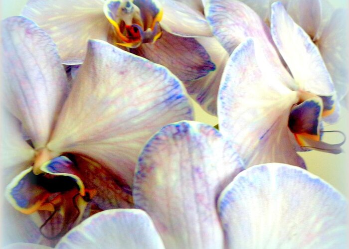 Orchids Beautiful 22 Greeting Card featuring the photograph Jane's Orchids Beautiful by VIVA Anderson