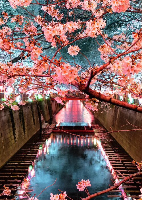 Japan Greeting Card featuring the photograph Japan Rising Sun Collection - Meguro River Cherry Blossom V I by Philippe HUGONNARD