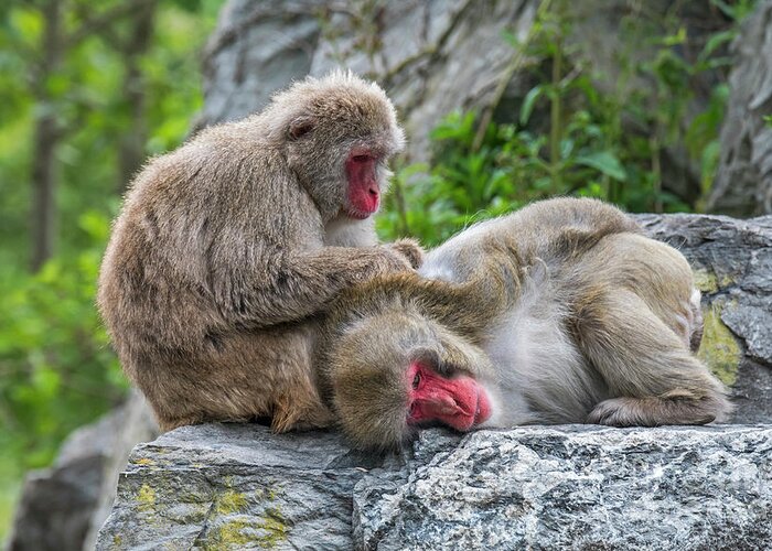 Japanese Macaque Greeting Card featuring the photograph Japanese Macaques Grooming by Arterra Picture Library