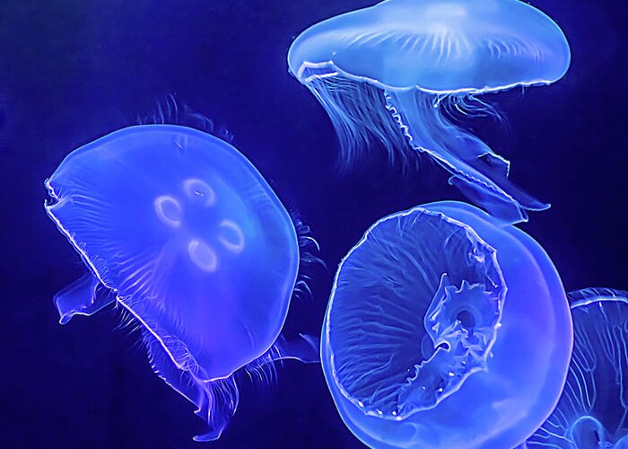 Photography Greeting Card featuring the photograph Jellyfish Blues by Larry Nader