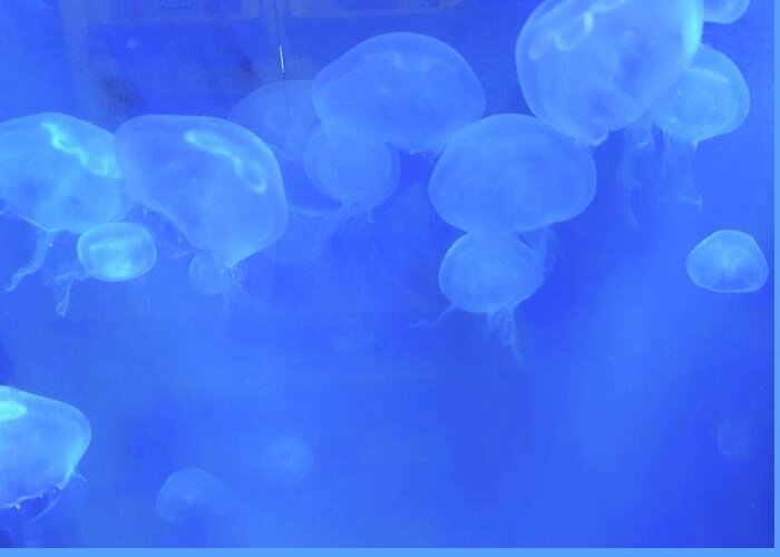 Jellies Greeting Card featuring the photograph Jellyfish by Pour Your heART Out Artworks