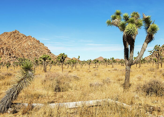Landscapes Greeting Card featuring the photograph Joshua Tree-3 by Claude Dalley