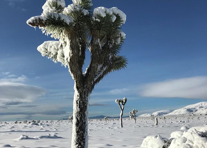 Joshua Tree Greeting Card featuring the photograph Joshua Tree in the Snow by Perry Hoffman