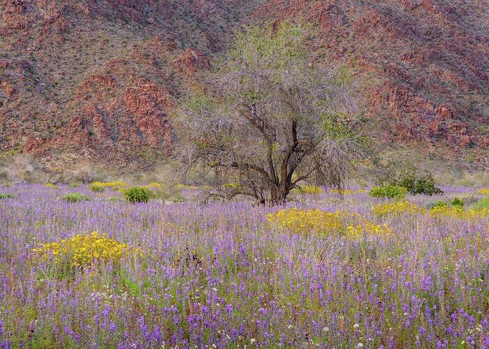 Joshua Tree Greeting Card featuring the photograph Joshua Tree - Ironwood and Flower Field by Alexander Kunz