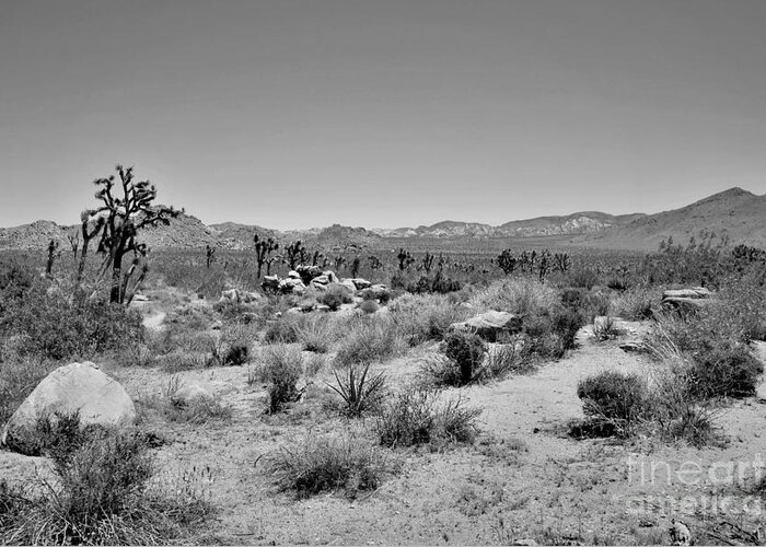 Joshua Tree Greeting Card featuring the photograph Joshua Tree - Panorama Trail 2020 5 by Lee Antle