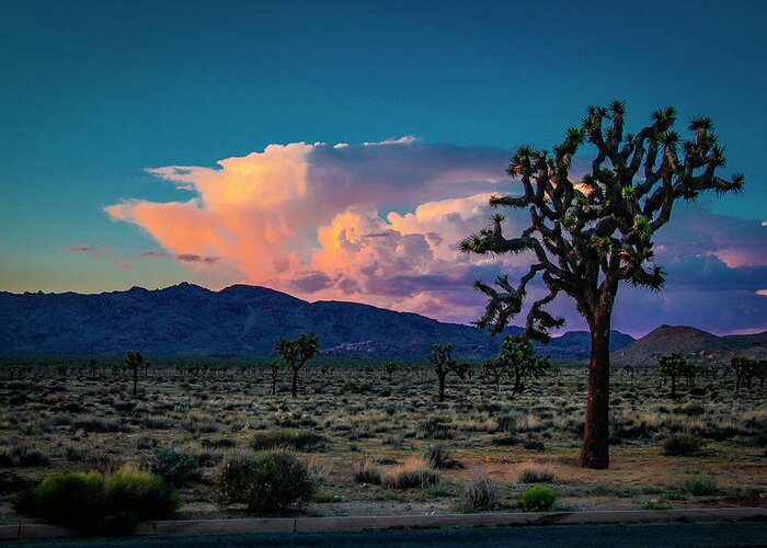 Joshua Tree National Monument Greeting Card featuring the photograph Joshua Tree Sunset by G Wigler