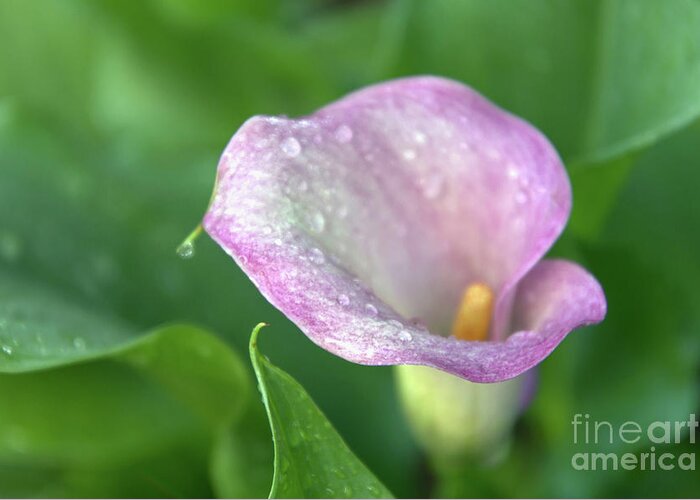 Calla Lily Greeting Card featuring the photograph Joyful Moments Calla Lily by Amy Dundon