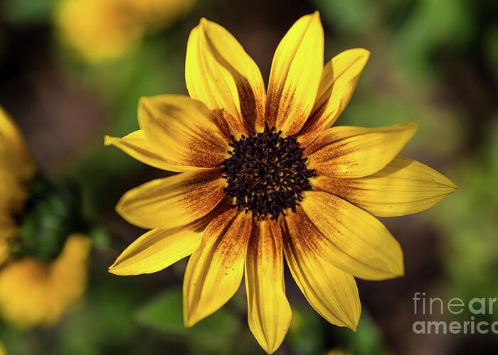 Yellow Greeting Card featuring the photograph Joyful Yellow by Abigail Diane Photography
