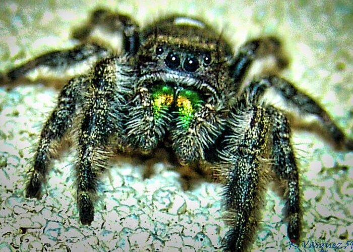 Spider Greeting Card featuring the photograph Jumping Spider by Rene Vasquez