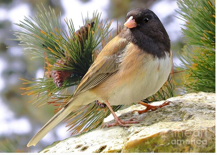 Junco Greeting Card featuring the photograph Junco And Pine by Kimberly Furey