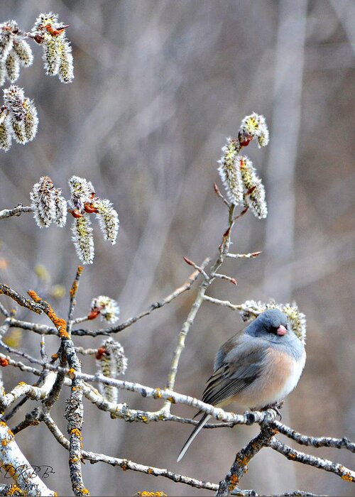 Junco Greeting Card featuring the photograph Junco in Catkins #3 by Dorrene BrownButterfield