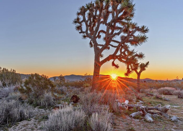  Greeting Card featuring the photograph June 2019 Joshua Tree by Alain Zarinelli