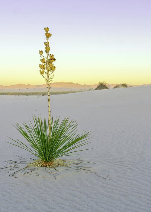 New Mexico Greeting Card featuring the photograph June 2020 Yucca by Alain Zarinelli