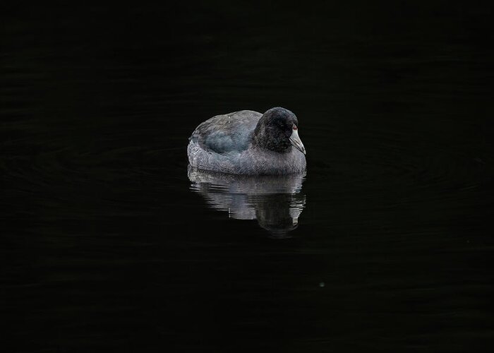 Mudhen Greeting Card featuring the photograph Just a Coot by Jerry Cahill