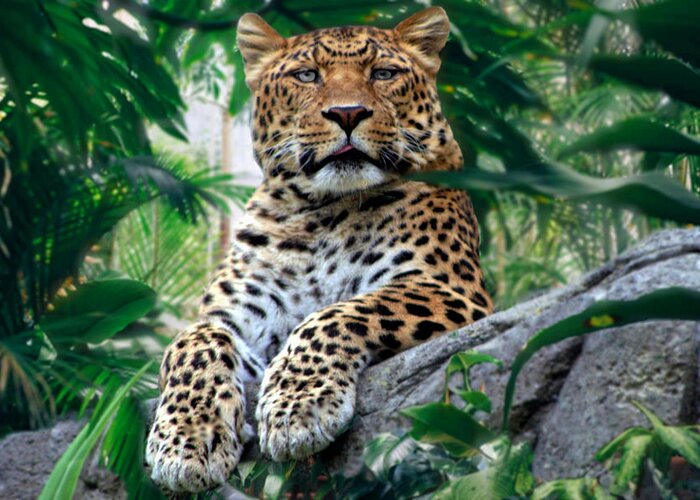 Leopard Greeting Card featuring the photograph Just Chillin' by DJ Florek