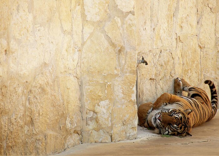 Tiger Greeting Card featuring the photograph Just Chillin' by Melissa Southern