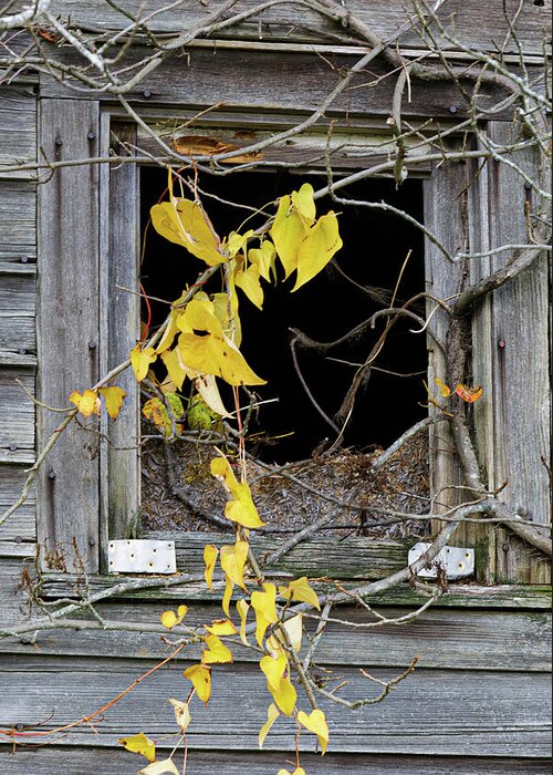 Old House Greeting Card featuring the photograph Just Hangin' by Steve Templeton