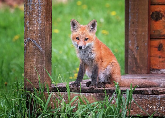 Fox Greeting Card featuring the photograph Just Sitting and Thinking by Peg Runyan