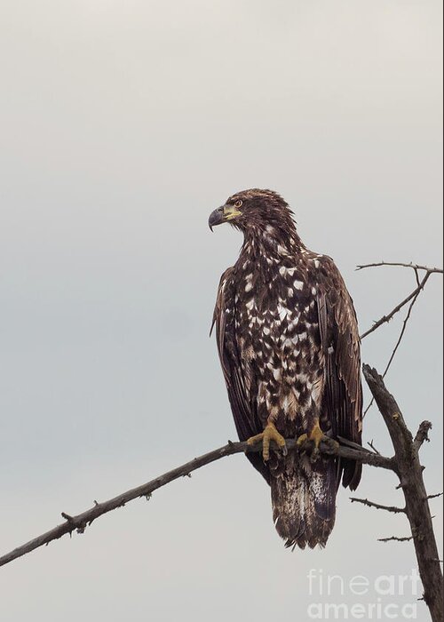 Bald Eagle Greeting Card featuring the photograph Juvenile Bald Eagle at Nisqually River by Nancy Gleason