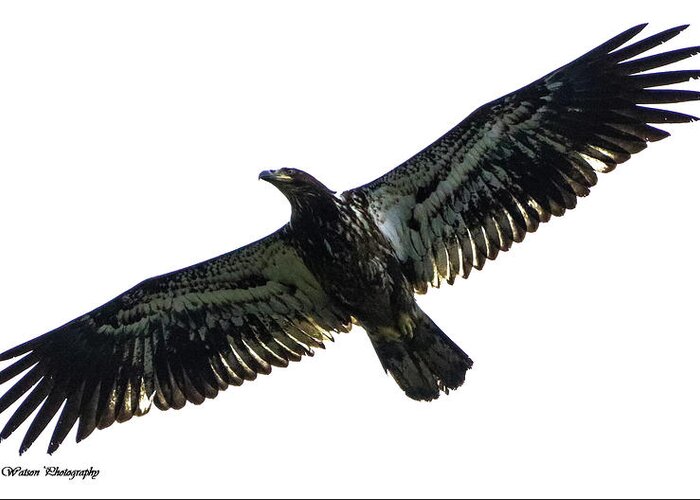 Photography Greeting Card featuring the photograph Juvenile Eagle by Tahmina Watson