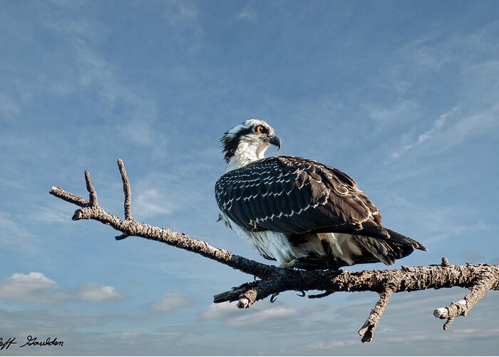 Animal Greeting Card featuring the photograph Juvenile Osprey Perched in a Tree by Jeff Goulden