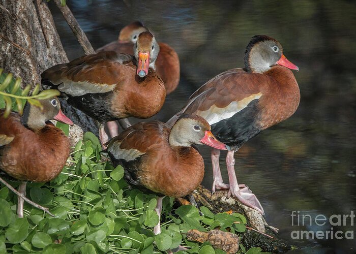 Duck Greeting Card featuring the photograph Juvenile Whistling Ducks by Tom Claud