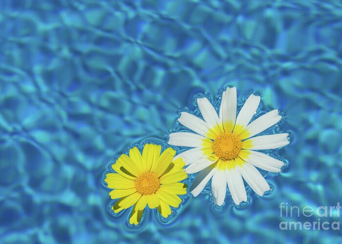 Daisies Greeting Card featuring the photograph Keep your sunny days by the pool by Adriana Mueller