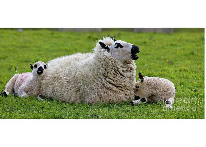 Sheep Greeting Card featuring the photograph Kerry Hill Sheep, ewe with twin lambs by Tony Mills