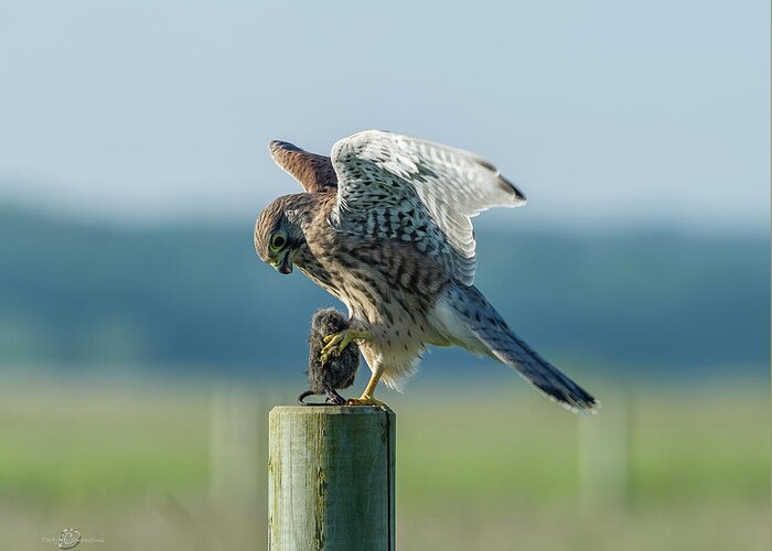 Kestrel's Landing Greeting Card featuring the photograph Kestrels landing with the prey on the roundpole by Torbjorn Swenelius