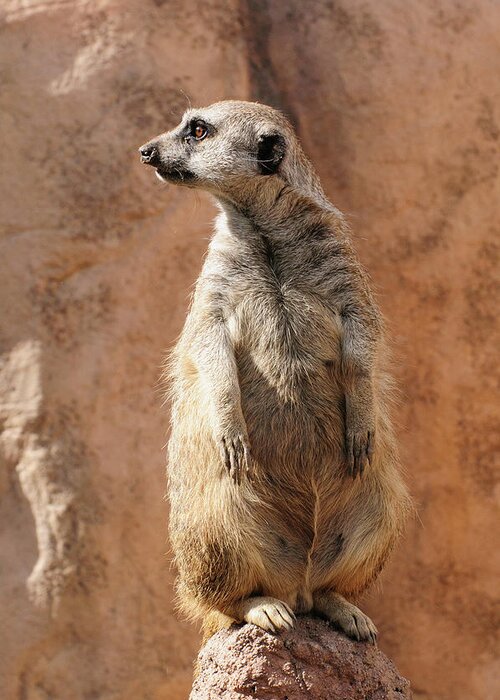 Alert Greeting Card featuring the photograph Meerkat On Guard Duty by Tom Potter