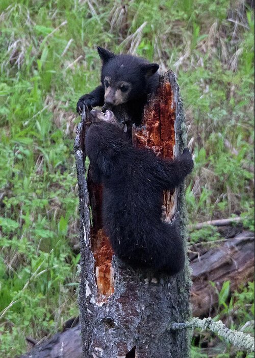 Bear Cubs Greeting Card featuring the photograph King of the Stump Black Bear Cub Game by Natural Focal Point Photography