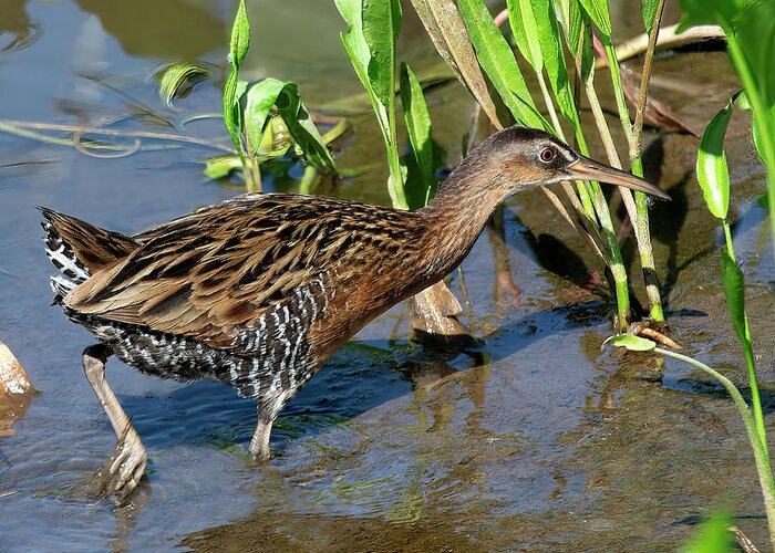 Nature Greeting Card featuring the photograph King Rail DMSB0238 by Gerry Gantt