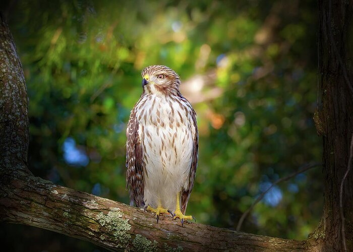 Red Shouldered Hawk Greeting Card featuring the photograph Kingdom of the Hawk by Mark Andrew Thomas