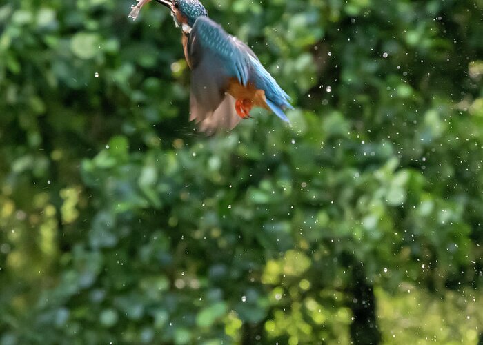 Kingfisher Greeting Card featuring the photograph Kingfisher Climbing by Mark Hunter